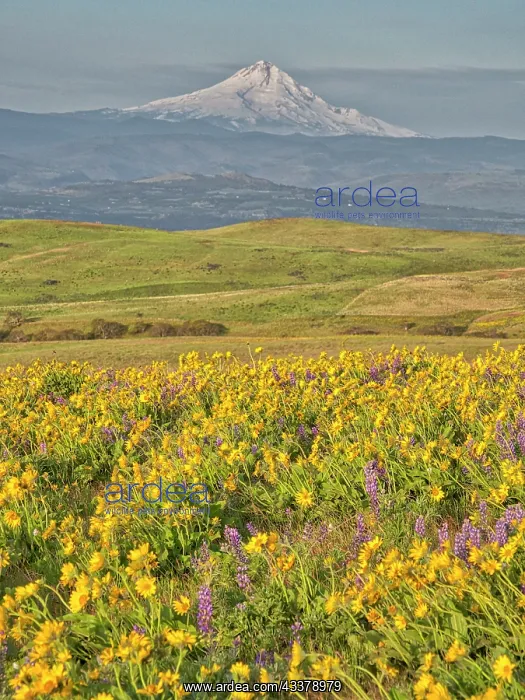 : USA, Washington State. Arrowleaf balsamroot and : USA, Washington State. Arrowleaf balsamroot and