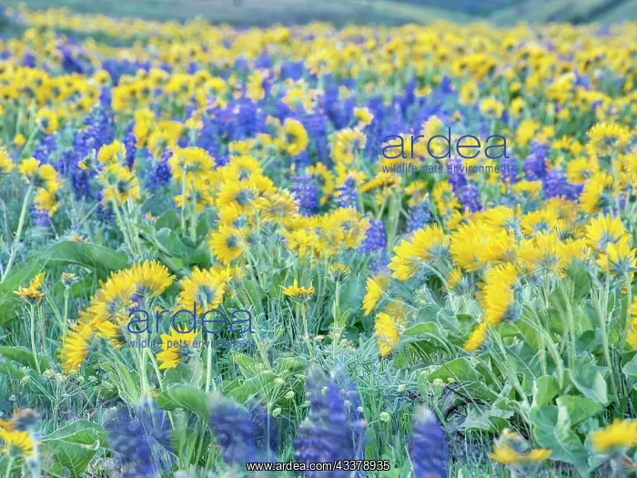 : USA, Washington State. Arrowleaf balsamroot and lupine : USA, Washington State. Arrowleaf balsamroot and lupine