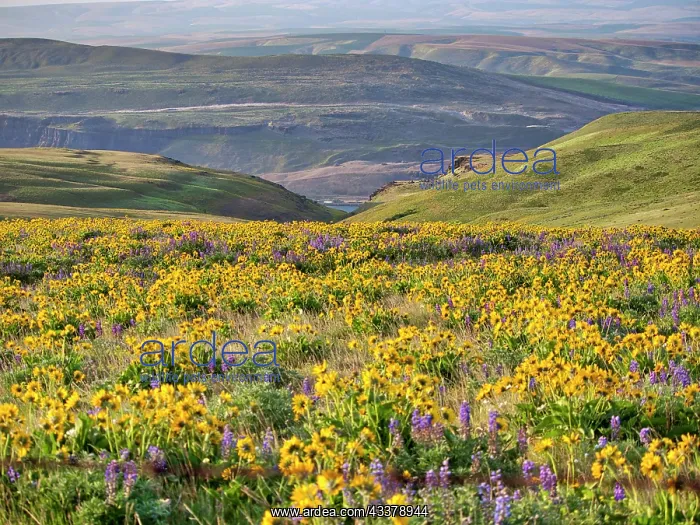 : USA, Washington State. Arrowleaf balsamroot and lupine : USA, Washington State. Arrowleaf balsamroot and lupine