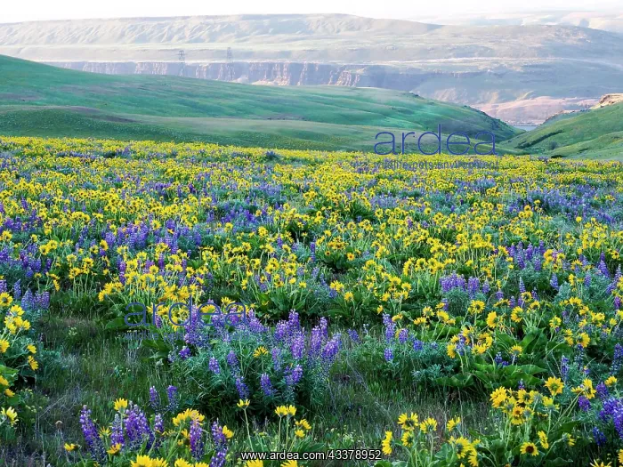 : USA, Washington State. Arrowleaf balsamroot and lupine : USA, Washington State. Arrowleaf balsamroot and lupine