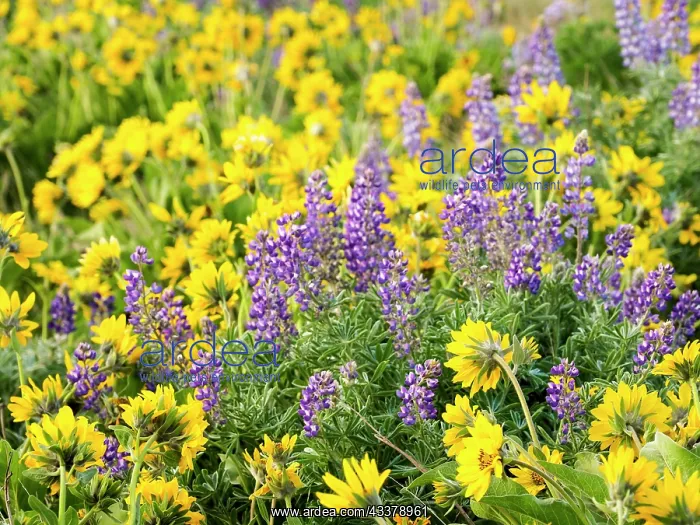 : USA, Washington State. Arrowleaf balsamroot and lupine : USA, Washington State. Arrowleaf balsamroot and lupine