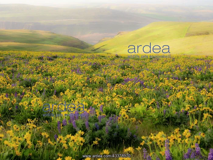 : USA, Washington State. Arrowleaf balsamroot and lupine : USA, Washington State. Arrowleaf balsamroot and lupine