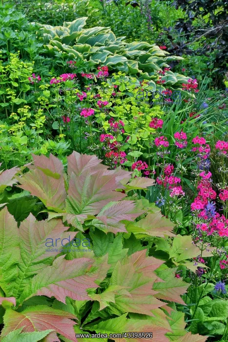 : USA, Washington State, Bellevue. Bellevue Botanical : USA, Washington State, Bellevue. Bellevue Botanical