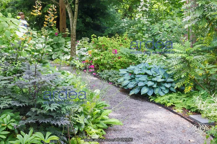 : USA, Washington State. Bellevue Botanical garden : USA, Washington State. Bellevue Botanical garden