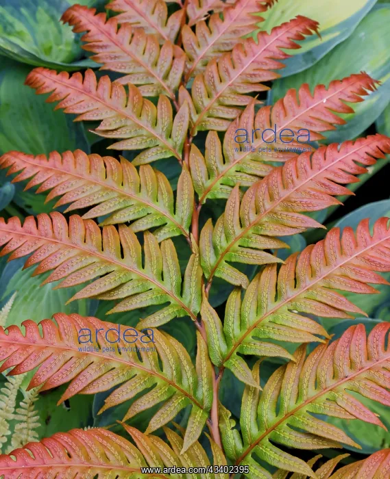 : USA, Washington State. Bellevue Botanical garden : USA, Washington State. Bellevue Botanical garden