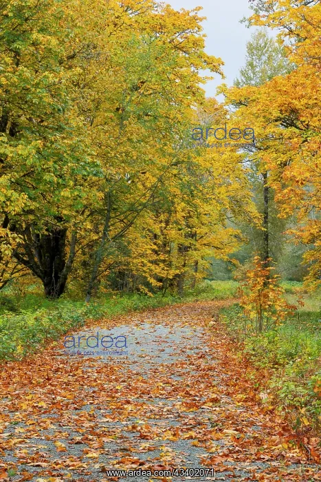 : USA, Washington State. Big Leaf Maple trees in autumn : USA, Washington State. Big Leaf Maple trees in autumn