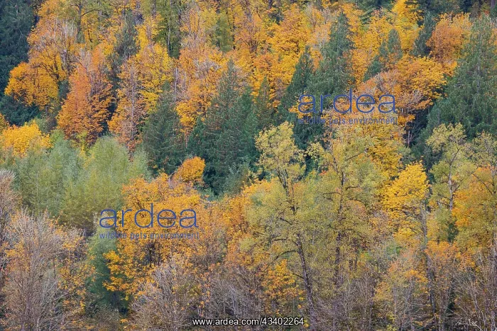: USA, Washington State. Big Leaf Maple trees in autumn : USA, Washington State. Big Leaf Maple trees in autumn