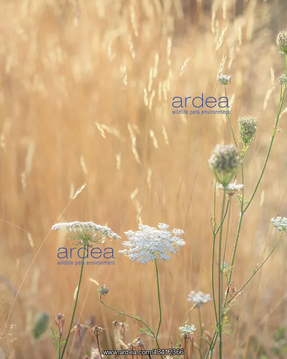 : USA, Washington State, Dewatto. Queen Anne's lace : USA, Washington State, Dewatto. Queen Anne's lace