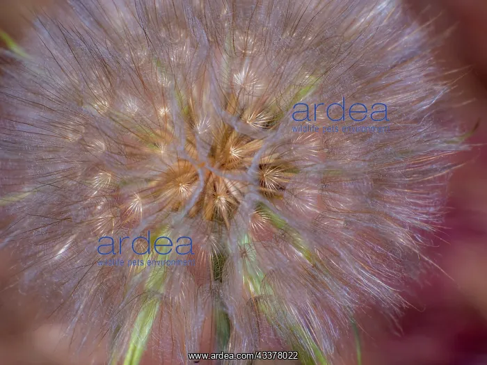 : USA, Washington State, Eastern Washington fluffy : USA, Washington State, Eastern Washington fluffy
