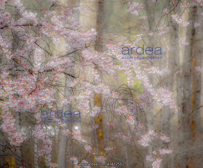 : USA, Washington State, Fall City, Springtime cherry : USA, Washington State, Fall City, Springtime cherry