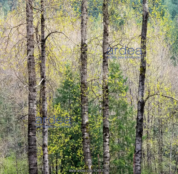  : USA, Washington State, Fall City Cottonwoods just