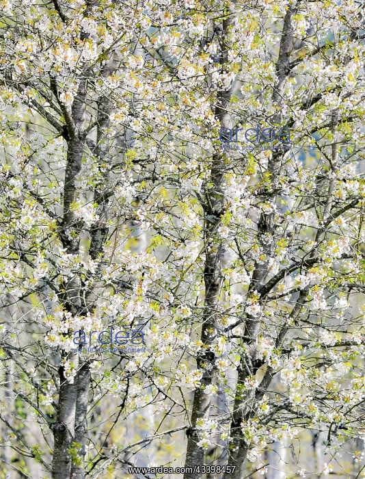 : USA, Washington State, Fall City. Tree trunks of : USA, Washington State, Fall City. Tree trunks of