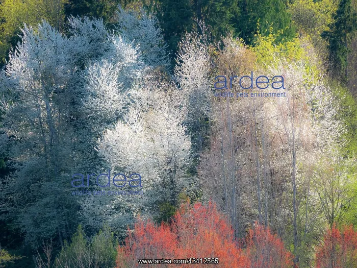 : USA, Washington State, Fall City wild cherry springtime : USA, Washington State, Fall City wild cherry springtime