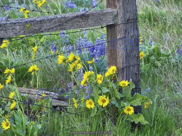 : USA, Washington State. Fence line with spring wildflowers : USA, Washington State. Fence line with spring wildflowers