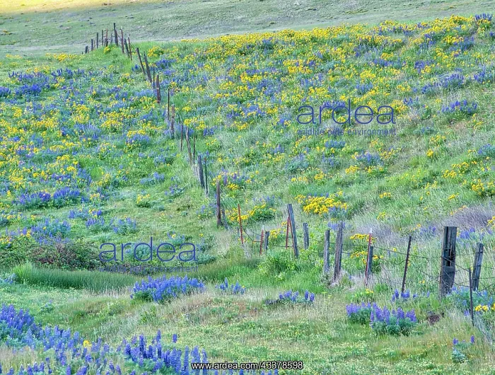 : USA, Washington State. Fence line with spring wildflowers : USA, Washington State. Fence line with spring wildflowers