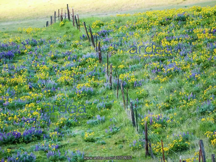  : USA, Washington State. Fence line with spring wildflowers