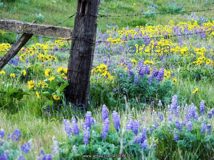 : USA, Washington State. Fence line with spring wildflowers : USA, Washington State. Fence line with spring wildflowers