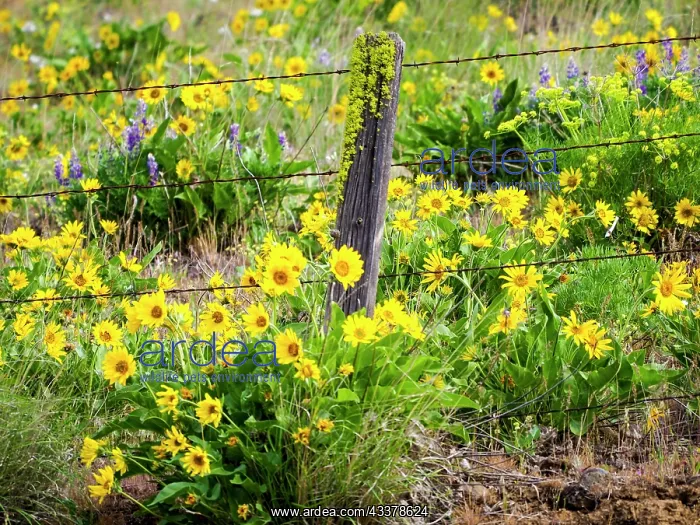 : USA, Washington State. Fence line with spring wildflowers : USA, Washington State. Fence line with spring wildflowers