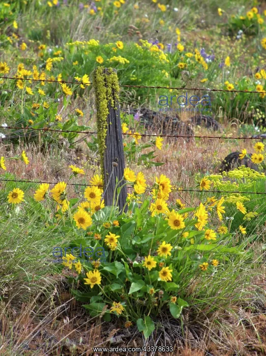 : USA, Washington State. Fence line and wildflowers : USA, Washington State. Fence line and wildflowers