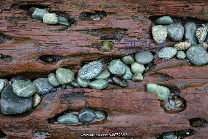 : USA, Washington State, Fort Flagler State Park. Close-up of : USA, Washington State, Fort Flagler State Park. Close-up of