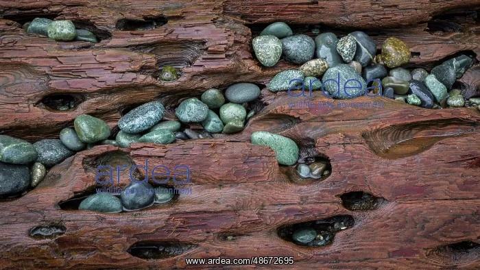 : USA, Washington State, Fort Flagler State Park. Close-up of : USA, Washington State, Fort Flagler State Park. Close-up of