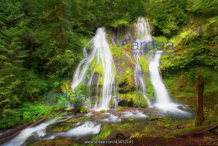: USA, Washington State, Gifford Pinchot National : USA, Washington State, Gifford Pinchot National