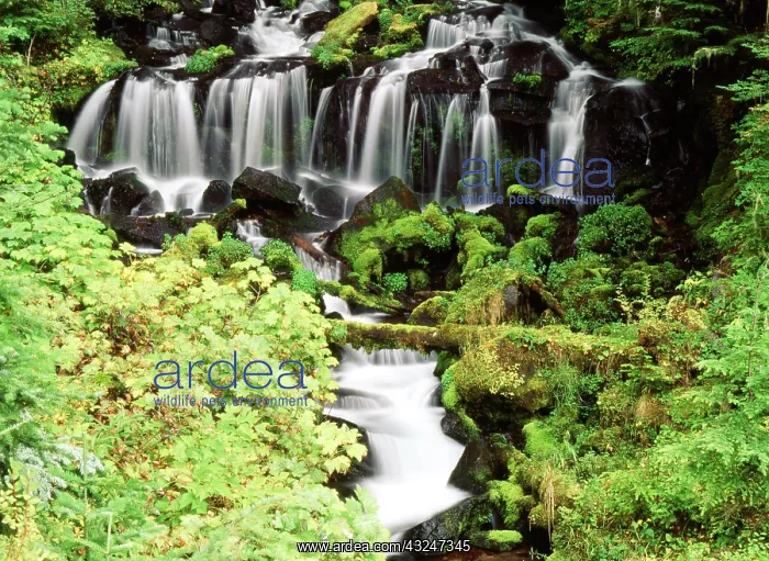 : USA, Washington State, Gifort Pinchot National : USA, Washington State, Gifort Pinchot National