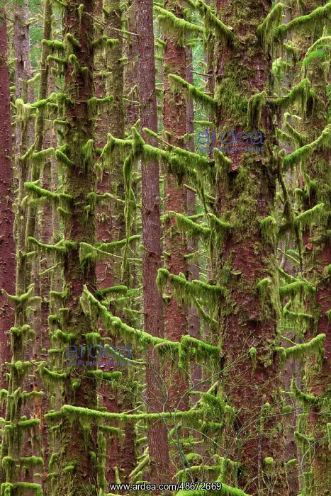 : USA, Washington State, Hoh River Trust. Sitka spruce trees : USA, Washington State, Hoh River Trust. Sitka spruce trees