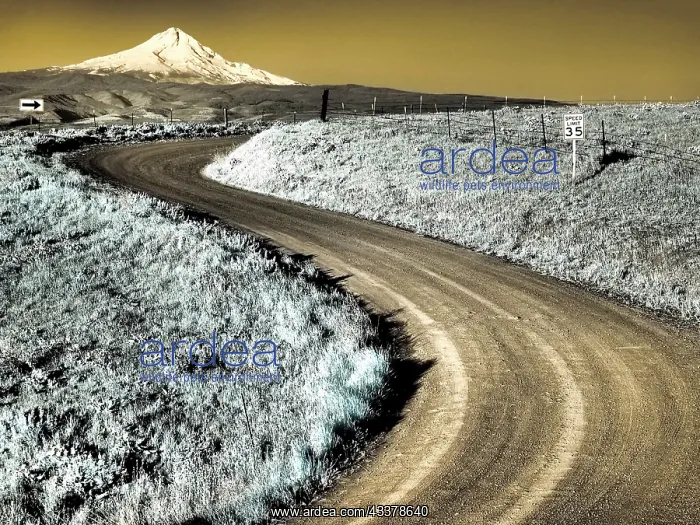 : USA, Washington State. Infrared capture of road : USA, Washington State. Infrared capture of road