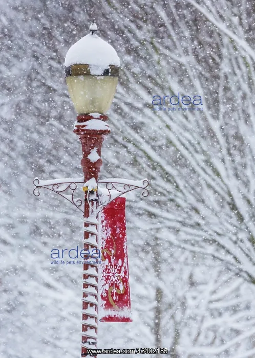 : USA, Washington State, Issaquah with fresh fallen : USA, Washington State, Issaquah with fresh fallen