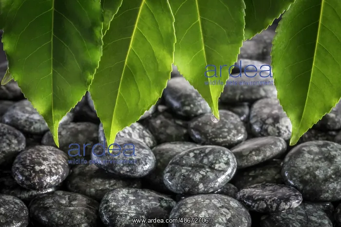 : USA, Washington State, Kitsap County. Close-up of beach : USA, Washington State, Kitsap County. Close-up of beach
