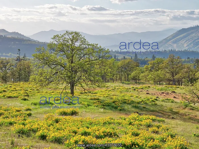 : USA, Washington State. Lone Oak Tree in field of wildflowers : USA, Washington State. Lone Oak Tree in field of wildflowers