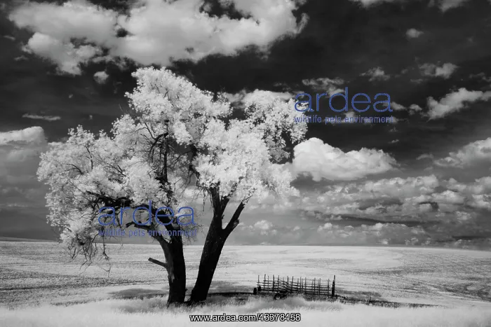 : USA, Washington State, Lone tree in field in wheat : USA, Washington State, Lone tree in field in wheat