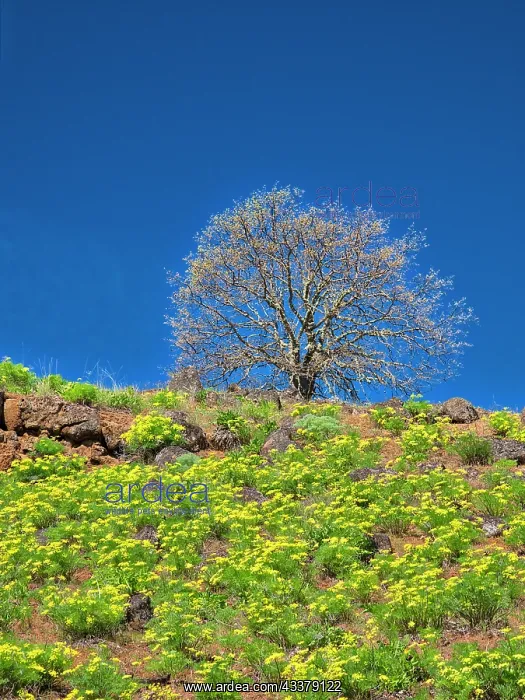 : USA, Washington State. Lone Tree on hillside with : USA, Washington State. Lone Tree on hillside with