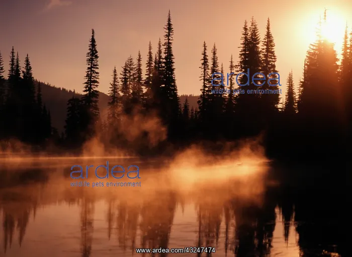 : USA, Washington State, Mount Rainier National : USA, Washington State, Mount Rainier National