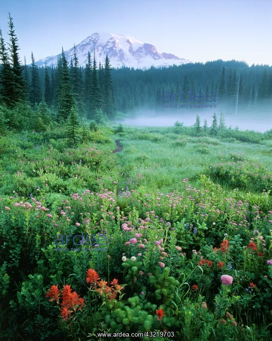 : USA, Washington State, Mt Rainier National : USA, Washington State, Mt Rainier National