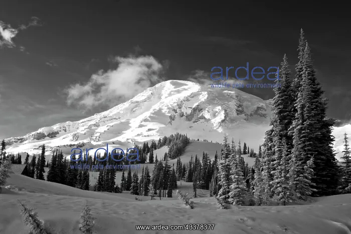 : USA, Washington State, Mt. Rainier National Park : USA, Washington State, Mt. Rainier National Park