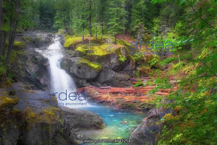 : USA, Washington State, Mt. Rainier National Park : USA, Washington State, Mt. Rainier National Park
