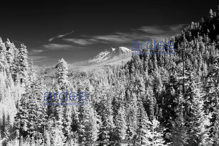 : USA, Washington State, Mt. Rainier viewed from the South : USA, Washington State, Mt. Rainier viewed from the South