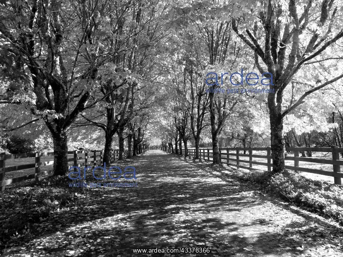 : USA, Washington State, North Bend black and White : USA, Washington State, North Bend black and White