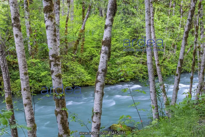 : USA, Washington State, Olympic National Forest : USA, Washington State, Olympic National Forest