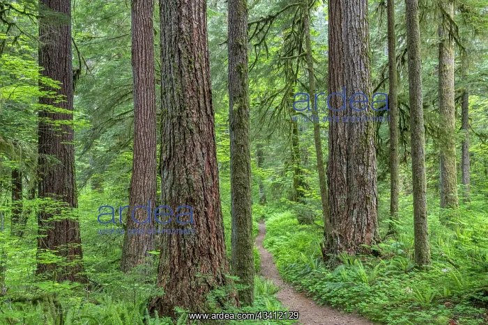 : USA, Washington State, Olympic National Forest : USA, Washington State, Olympic National Forest