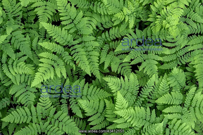 : USA, Washington State, Olympic National Forest : USA, Washington State, Olympic National Forest