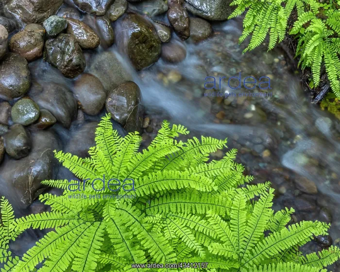 : USA, Washington State, Olympic National Forest : USA, Washington State, Olympic National Forest
