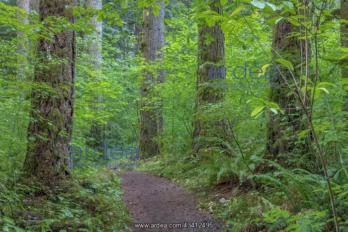 : USA, Washington State, Olympic National Forest : USA, Washington State, Olympic National Forest