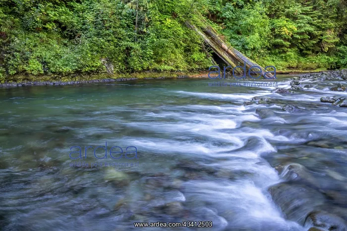 : USA, Washington State, Olympic National Forest : USA, Washington State, Olympic National Forest
