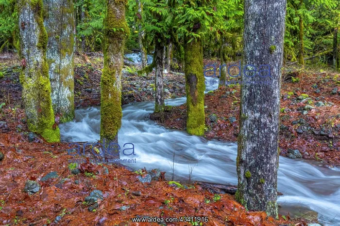: USA, Washington State, Olympic National Park. Skokomish : USA, Washington State, Olympic National Park. Skokomish