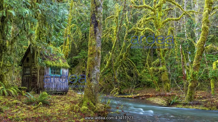 : USA, Washington State, Olympic National Park. Weathered : USA, Washington State, Olympic National Park. Weathered