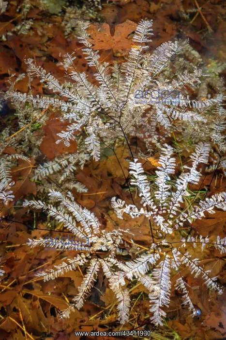  : USA, Washington State, Olympic National Park. Maidenhair