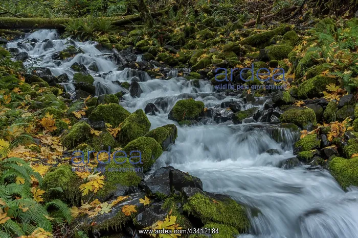 : USA, Washington State, Olympic National Park. Creek : USA, Washington State, Olympic National Park. Creek
